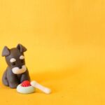 ドッグフード年齢別の選び方と間違いのリスク