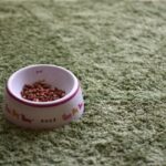 半生ドッグフードはよくないと言われる理由とその真実