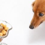 愛犬の腎臓を守る！良い食べ物とその選び方