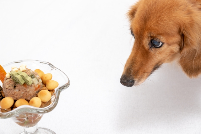 愛犬の腎臓を守る！良い食べ物とその選び方