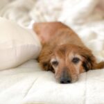 老犬におすすめ！市販ドッグフードガイド