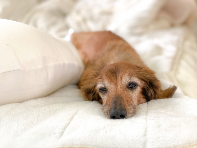 老犬におすすめ！市販ドッグフードガイド