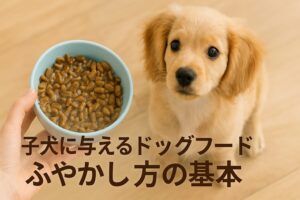 子犬の成長に合わせたドッグフードのふやかす時間と与え方の基本