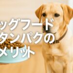 ドッグフードの高タンパクは危険？知られざるデメリット