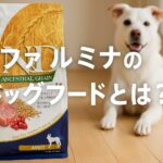 ファルミナ ドッグフードとは?人気の理由と他ブランドとの違い