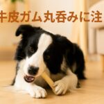 犬の牛皮ガム丸呑みに注意！安全な選び方と与え方の基本