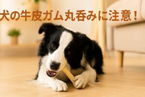 犬の牛皮ガム丸呑みに注意！安全な選び方と与え方の基本