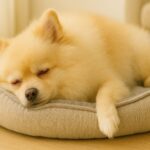 知っておきたい！犬の低血糖とブドウ糖の効果的な与え方