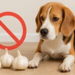犬はにんにくの匂いが嫌い？その理由と今日からできること
