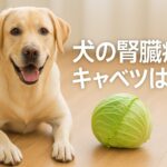 腎臓病の犬にキャベツはOK？安全な与え方と注意点