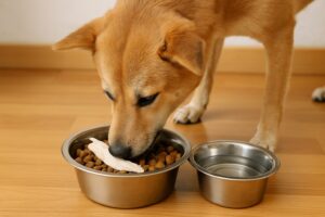 犬が毎日ささみしか食べない…茹で汁活用と栄養改善のヒント
