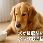 犬が食欲ないけど水は飲む…病気とストレスのサインを見逃さない