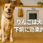 りんごは犬の下痢に効果的?手作り食事で腸内環境をサポート