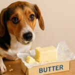 犬がバターを食べた！少量なら大丈夫？リスクと安全な対処のコツ
