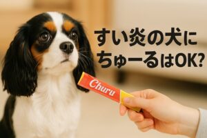 膵炎の犬にチュールはOK？安全な選び方と注意点