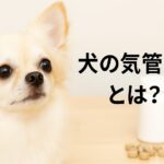 犬の気管虚脱に役立つサプリメントの選び方と使い方