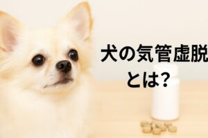 犬の気管虚脱に役立つサプリメントの選び方と使い方