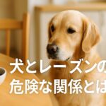 犬とレーズンの危険な関係とは?実際の死亡例と予防策まとめ
