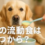犬の流動食と寿命の関係とは?最期まで寄り添う方法