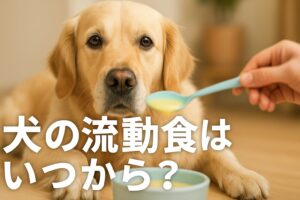 犬の流動食と寿命の関係とは？最期まで寄り添う方法