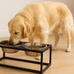 愛犬の笑顔が見たい!100均ご飯台で負担軽減&食事を楽しく