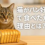 猫がパンを食べた！パン好きな猫に注意すべき理由とNG食材