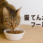 なぜ猫のてんかんには専用フードが必要なのか?その理由とは