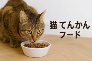 なぜ猫のてんかんには専用フードが必要なのか？その理由とは