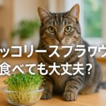 猫にブロッコリースプラウトは危険?与え方と注意点を徹底解説