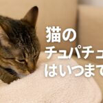 猫のチュパチュパはいつまで?やめさせる方法と注意点