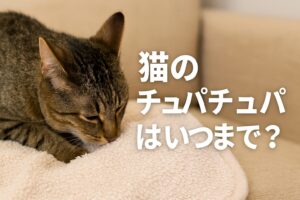 猫のチュパチュパはいつまで？やめさせる方法と注意点