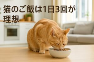 猫にご飯を与える時間は？3回に分けるメリットと注意点とは