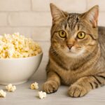 猫はポップコーンを食べても大丈夫?リスクと予防策を解説