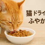 猫が食べない？ドライフードをふやかす工夫と水分補給の方法