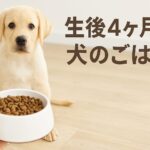 初めてでも安心!生後4ヶ月の犬のご飯|選び方と与え方の基本