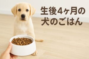 初めてでも安心！生後4ヶ月の犬のご飯｜選び方と与え方の基本