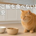 成猫初心者でも簡単！猫ご飯食べない何日まで水は飲む判断法