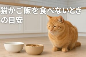 成猫初心者でも簡単！猫ご飯食べない何日まで水は飲む判断法