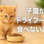 子猫がドライフードを食べない理由と今すぐできる5つの対策