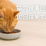 猫食事回数10回は多すぎ？健康を守る正しい与え方とは