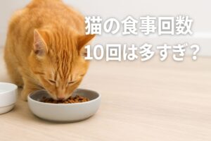 猫食事回数10回は多すぎ？健康を守る正しい与え方とは