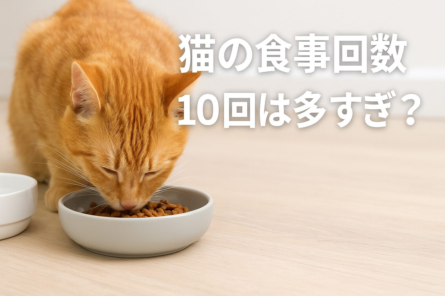 猫食事回数10回は多すぎ?健康を守る正しい与え方とは