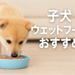 初心者必見!子犬ウェットフードおすすめの選び方と注意点
