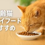 食いつきが変わる!高齢猫におすすめのドライフード厳選リスト