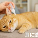猫に耳に塗る食欲増進剤が効かない理由は?よくある原因と対処法