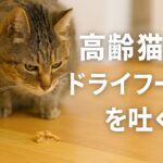 高齢猫のために!ドライフードで吐く時の正しい見直し方法とは
