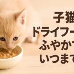 子猫にドライフードをふやかすのはいつまで?成長別に丁寧に解説