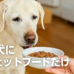 老犬にウェットフードだけでも大丈夫?栄養バランスと対処法
