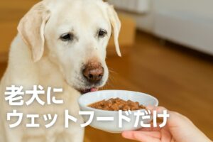 老犬にウェットフードだけでも大丈夫？栄養バランスと対処法