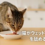 舐めるだけの猫に困ったら!ウェットフードを完食させる方法